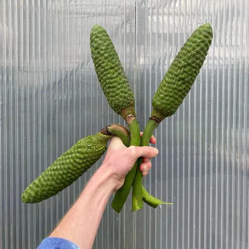What Does Monstera Deliciosa Fruit Tastes Like