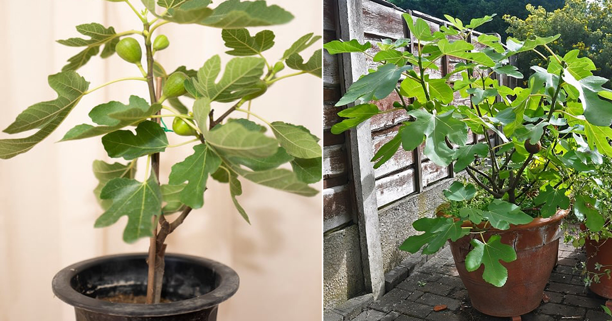 How to Grow a Fig Tree in a Pot | Balcony Garden Web