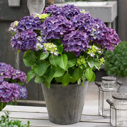 How to Turn Hydrangeas Purple