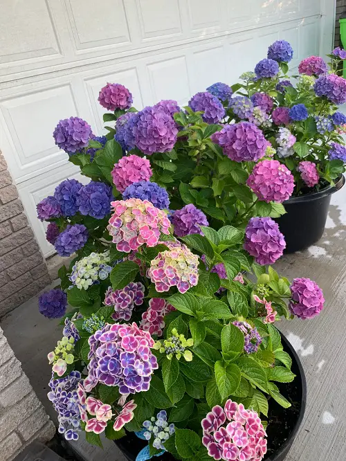 Hydrangea in pot