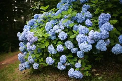ow to Turn Hydrangeas Blue