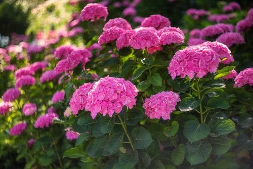 How to Turn Hydrangeas Pink