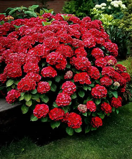 How to Turn Hydrangeas Red