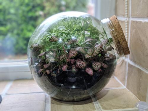 beautiful Best Indoor Terrarium Plants