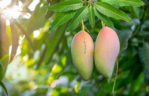 Different Types of Mangoes Ivory