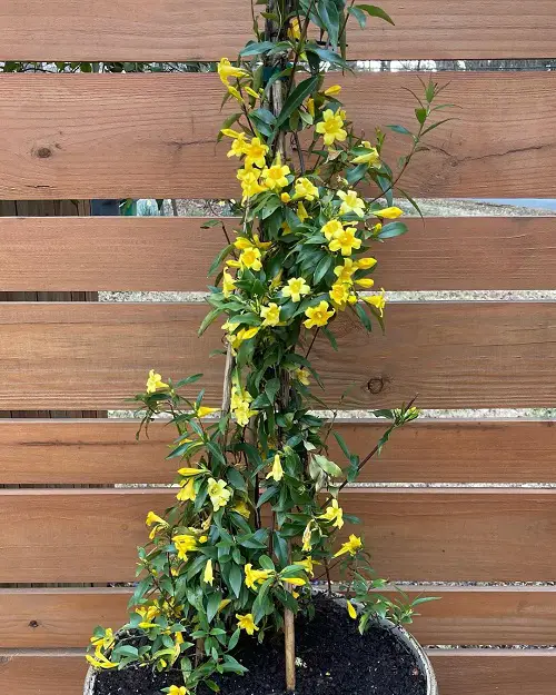 Yellow Flower Types for yard