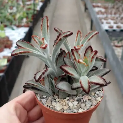 Plants for Indoor Terrarium