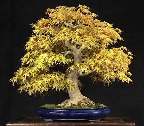 How to Grow a Japanese Maple Tree in a Pot 13