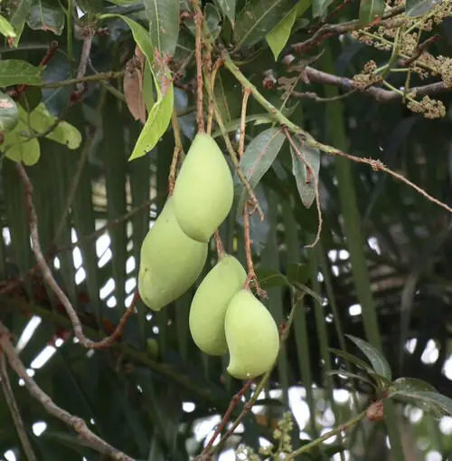 Different Types of Mangoes Kilichundan