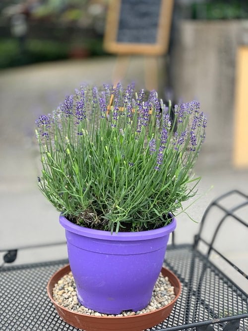 Growing Lavender From Cuttings Propagating Lavender