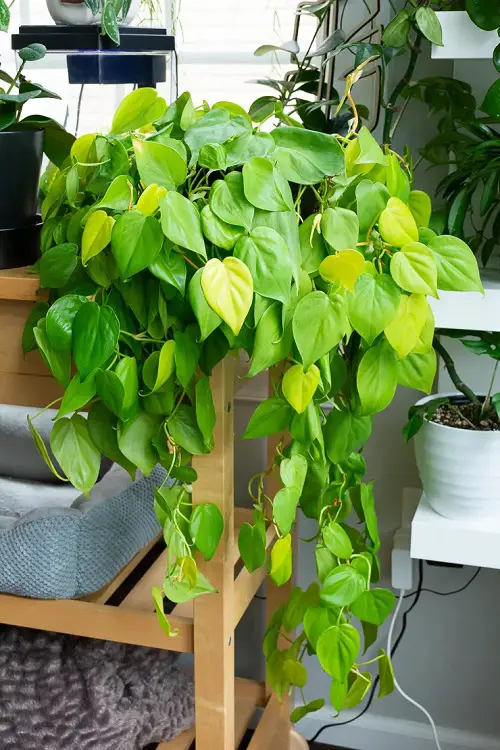 How to Make and Use Sugar Water for Plants