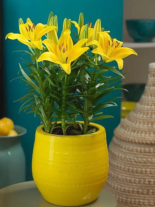 Amazing Yellow Flower Types for Gardens 