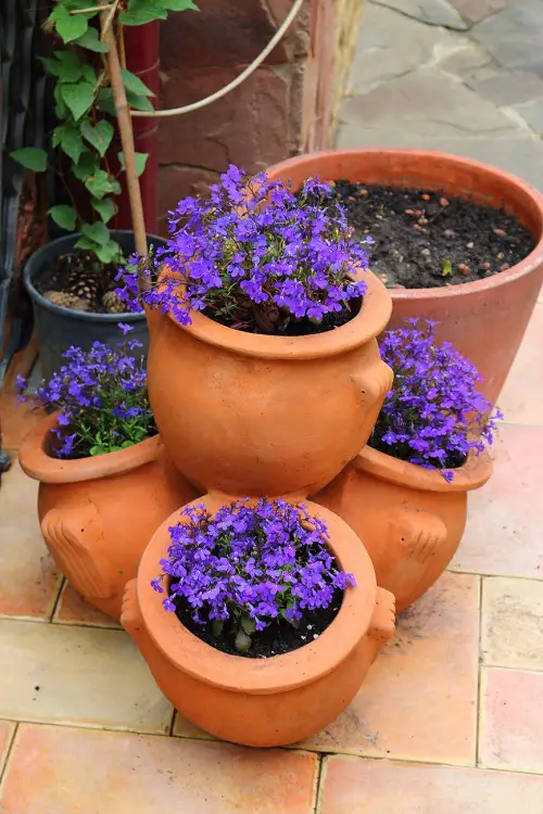 flowering houseplants 2