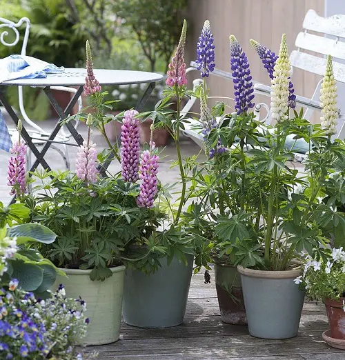 Purple Annual Flowers in pot