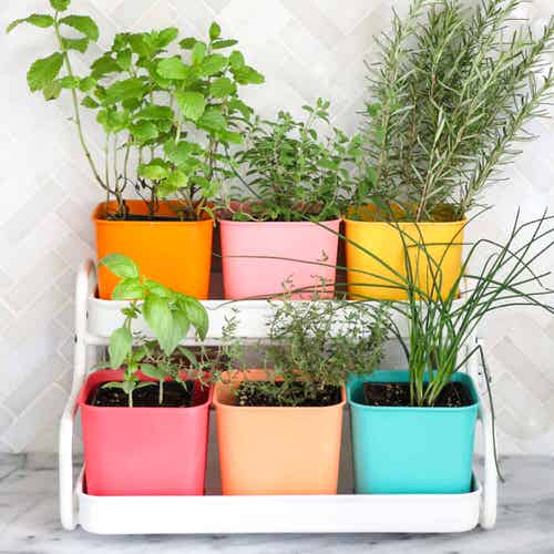 Diy Colorful Indoor Herb Garden