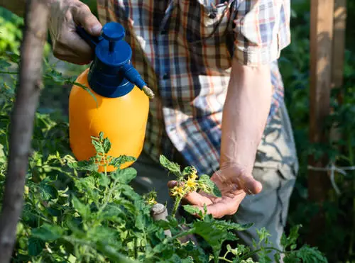 Natural Ways to Kill Aphids 20