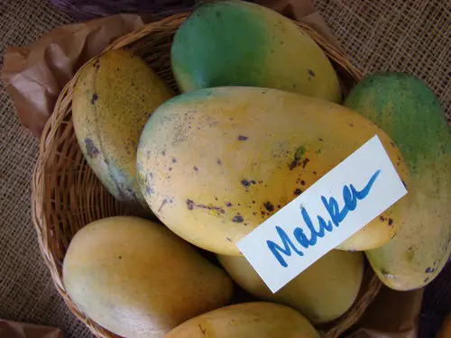 Different Types of Mangoes Mallika