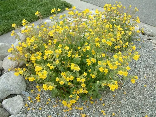 Common California Native Plants 5