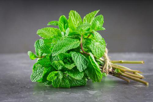 Growing Mint in Water 2
