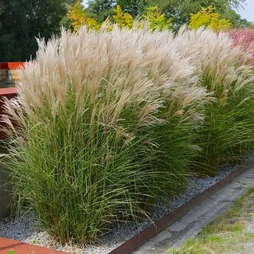 Plants That Can Resist Deer