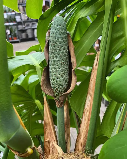 How to Grow Monstera Deliciosa Fruit 1