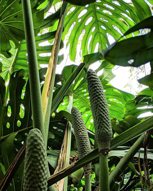 How to Grow Monstera Deliciosa Fruit
