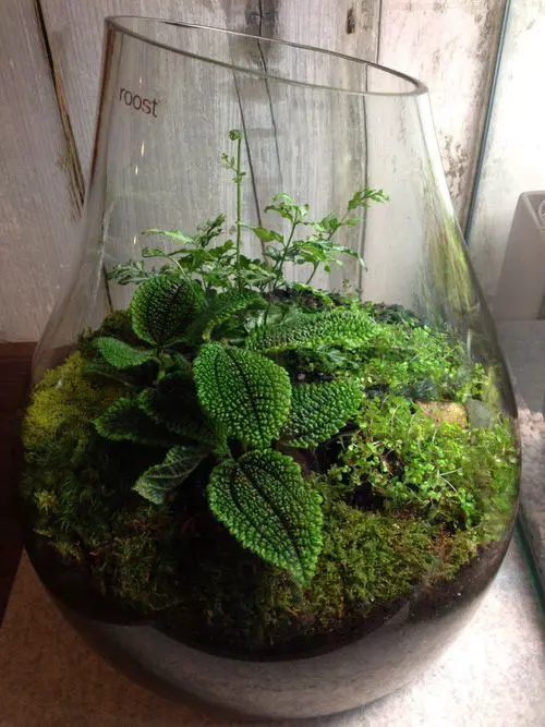 Ideal Indoor Terrarium Plants