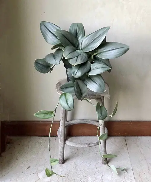 beautiful pothos varieties