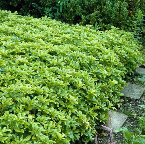 Plants You Can Grow That Resist Deer