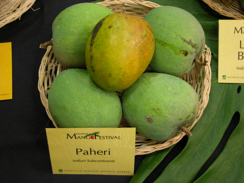 Different Types of Mangoes Pairi / Paheri
