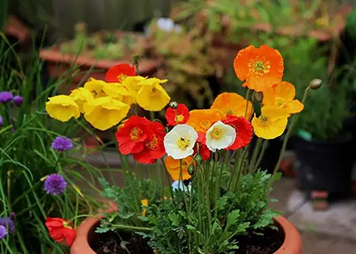 Types of Yellow Flowers for backyard