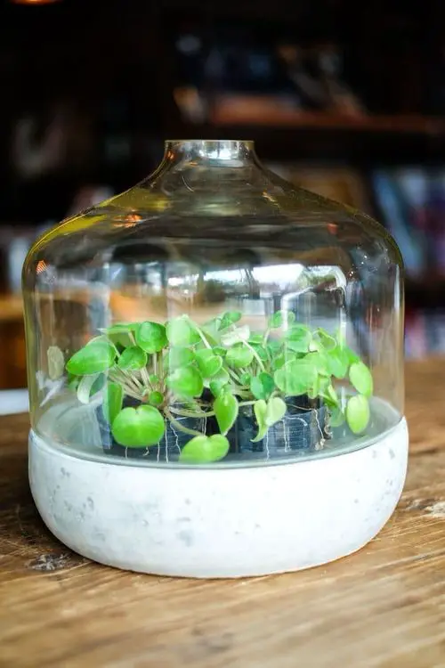 Best Indoor Terrarium Plants