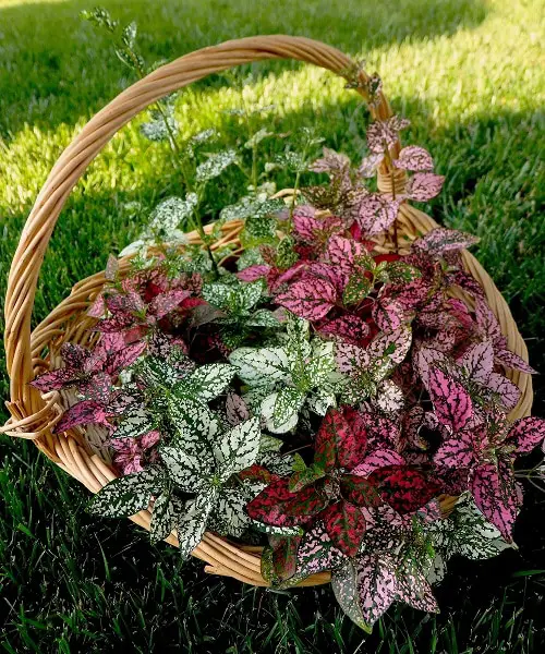 Polka Dot Plant Care
