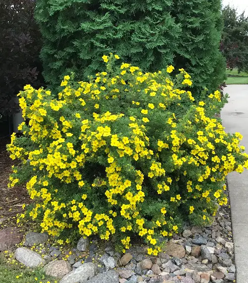 Plants That Can Resist Deer