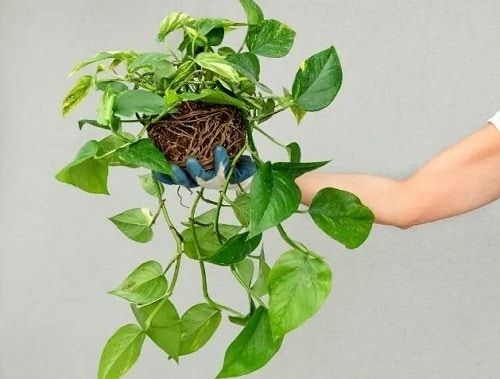 DIY Homemade Fertilizers for Pothos
