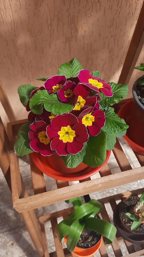 Primrose