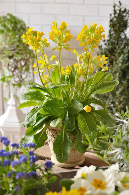 Types of Yellow Flowers for pot