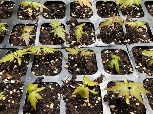 How to Grow a Japanese Maple Tree in a Pot