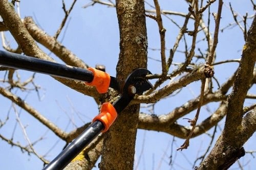Pruning Sassafras