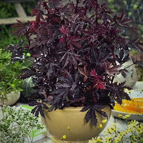 Trees With Red Leaves 36