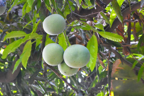 Rumani