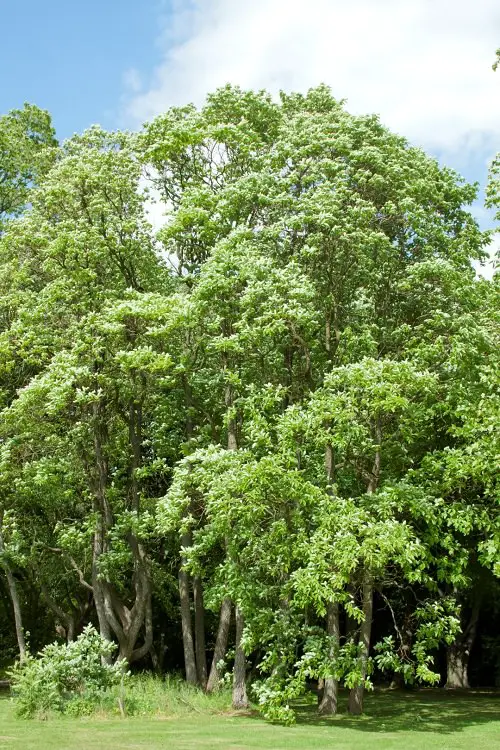 Growing Sassafras Tree