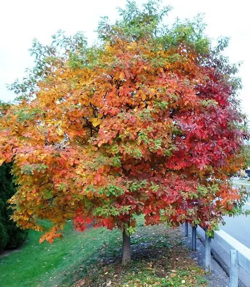 Growing Sassafras Tree