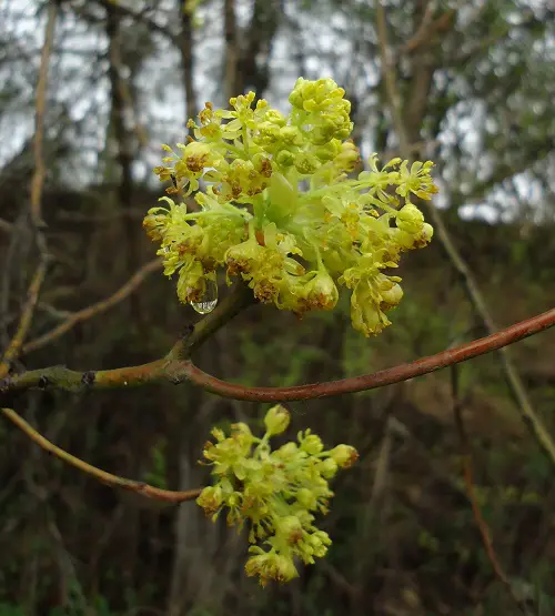 Trees with Green Flowers
