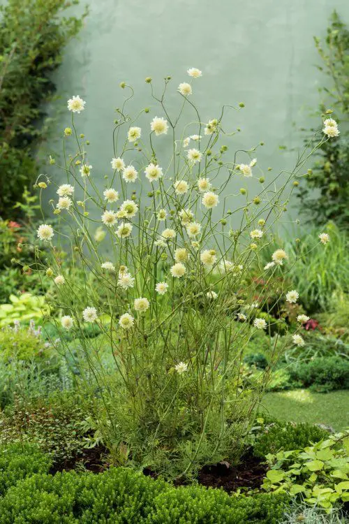Types of Yellow Flowers for pot