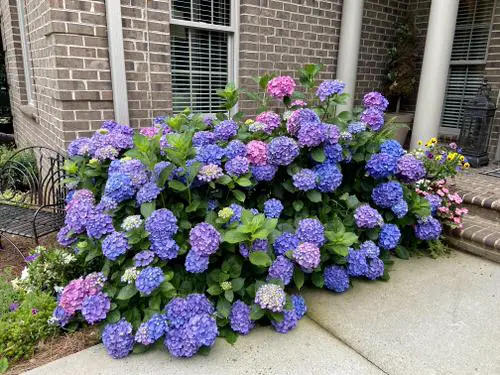 Shades of Hydrangeas