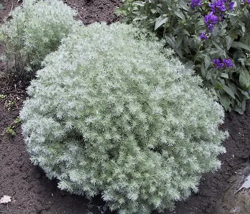 Plants That Can Resist Deer