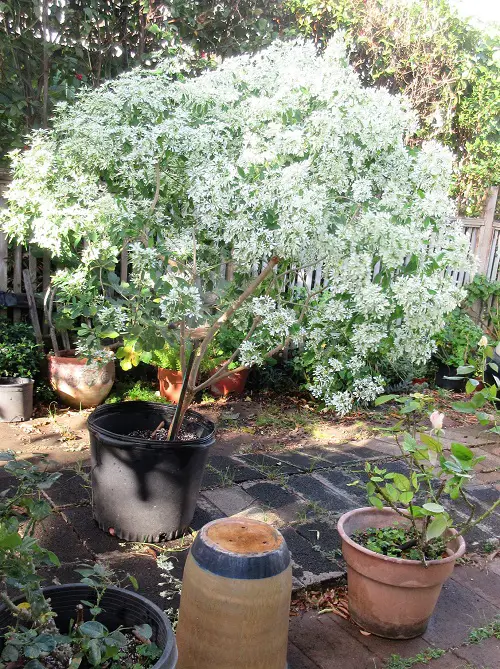 Snowflake Bush