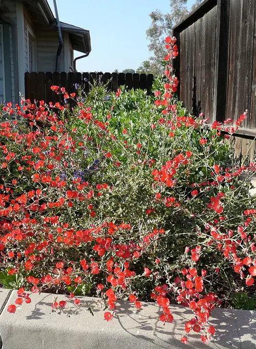 Plants You Can Grow That Resist Deer