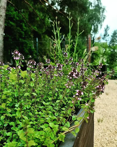 Plants That Can Withstand Deer Damage